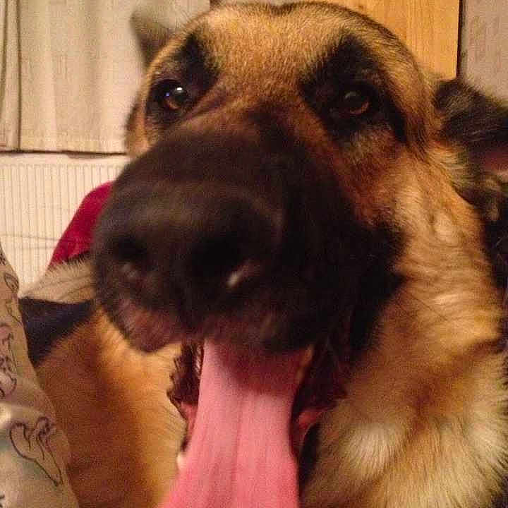 Buddy is registered to the contest to win money with this photo: