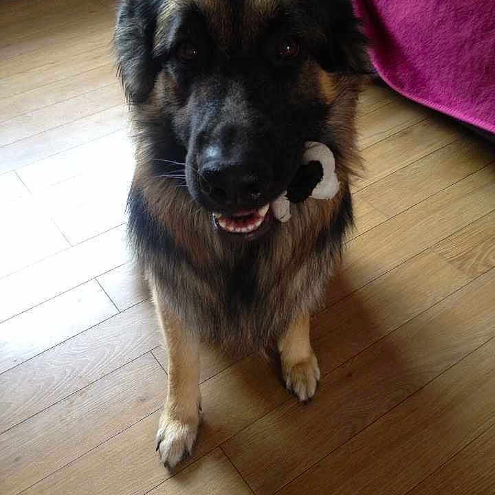 Elvis