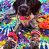 animal, beads, black_and_white, blanket, bracelets, colorful, cute, dog, furry, grass, harness, lying_down, outdoor, pet_accessory, playful, portrait, puppy, rope, tie_dye, toy