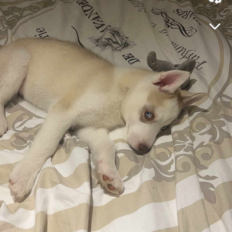 Utchy Nowacki participe au concours pour gagner de l'argent avec cette photo : animal, bed, bedroom, blanket, canine, cushion, dog, electronics, eskimodog, furniture, homedecor, hound, husky, indoors, person, pet, puppy, room, sleeping, text