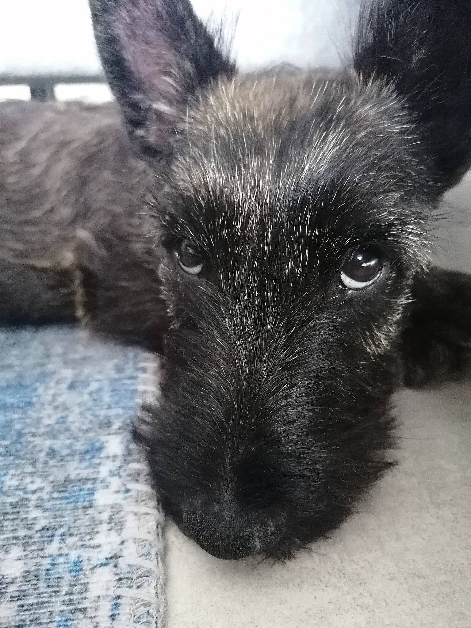 Viper participe au concours pour gagner de l'argent avec cette photo : canidae, carnivore, close_up, dog, dog_breed, ear, fur, monochrome_photography, snout, sporting_group, terrestrial_animal, whiskers, wildlife, working_animal