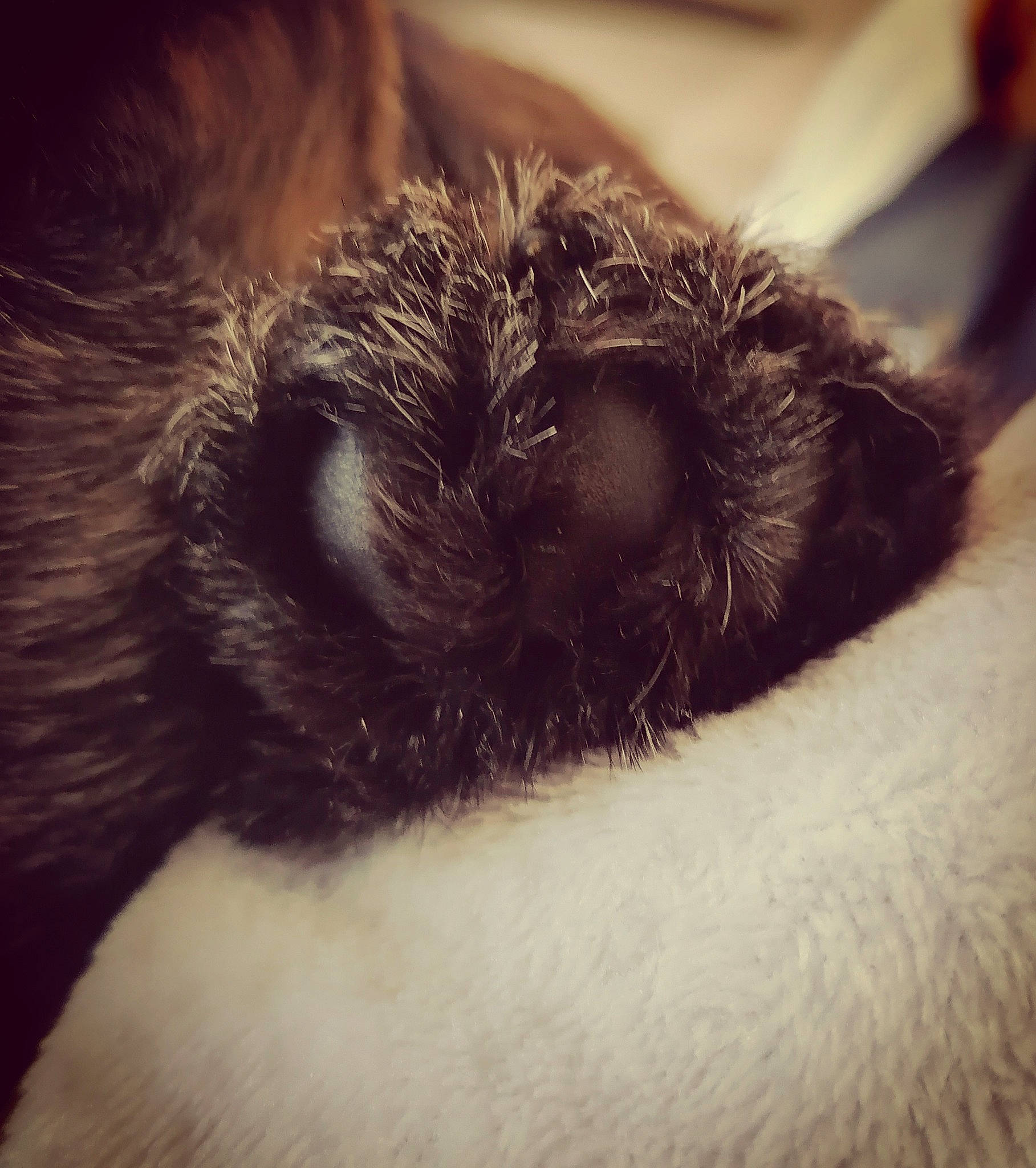 Viper a rejoint le concours — aidez-le/la à gagner de superbes lots ! canidae, carnivore, close_up, cloud, companion_dog, dog, dog_breed, felidae, fur, liver, paw, sky, small_to_medium_sized_cats, snout, sporting_group, tail, terrestrial_animal, toy_dog, whiskers, working_animal