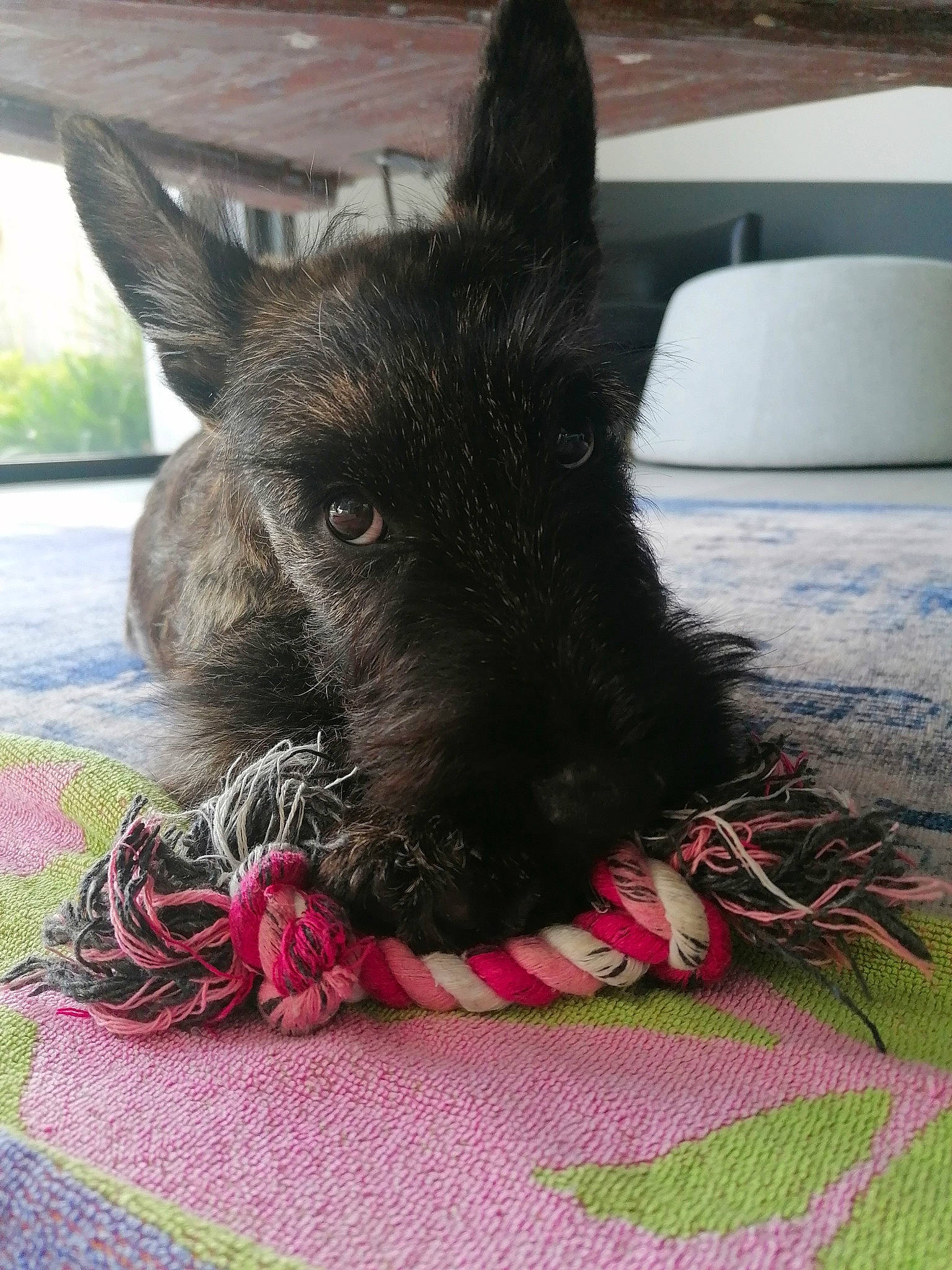 Viper a rejoint le concours — aidez-le/la à gagner de superbes lots ! canidae, carnivore, claw, collar, comfort, companion_dog, dog, dog_breed, fawn, felidae, fur, grass, pattern, small_to_medium_sized_cats, snout, sporting_group, tail, terrestrial_animal, whiskers, working_animal