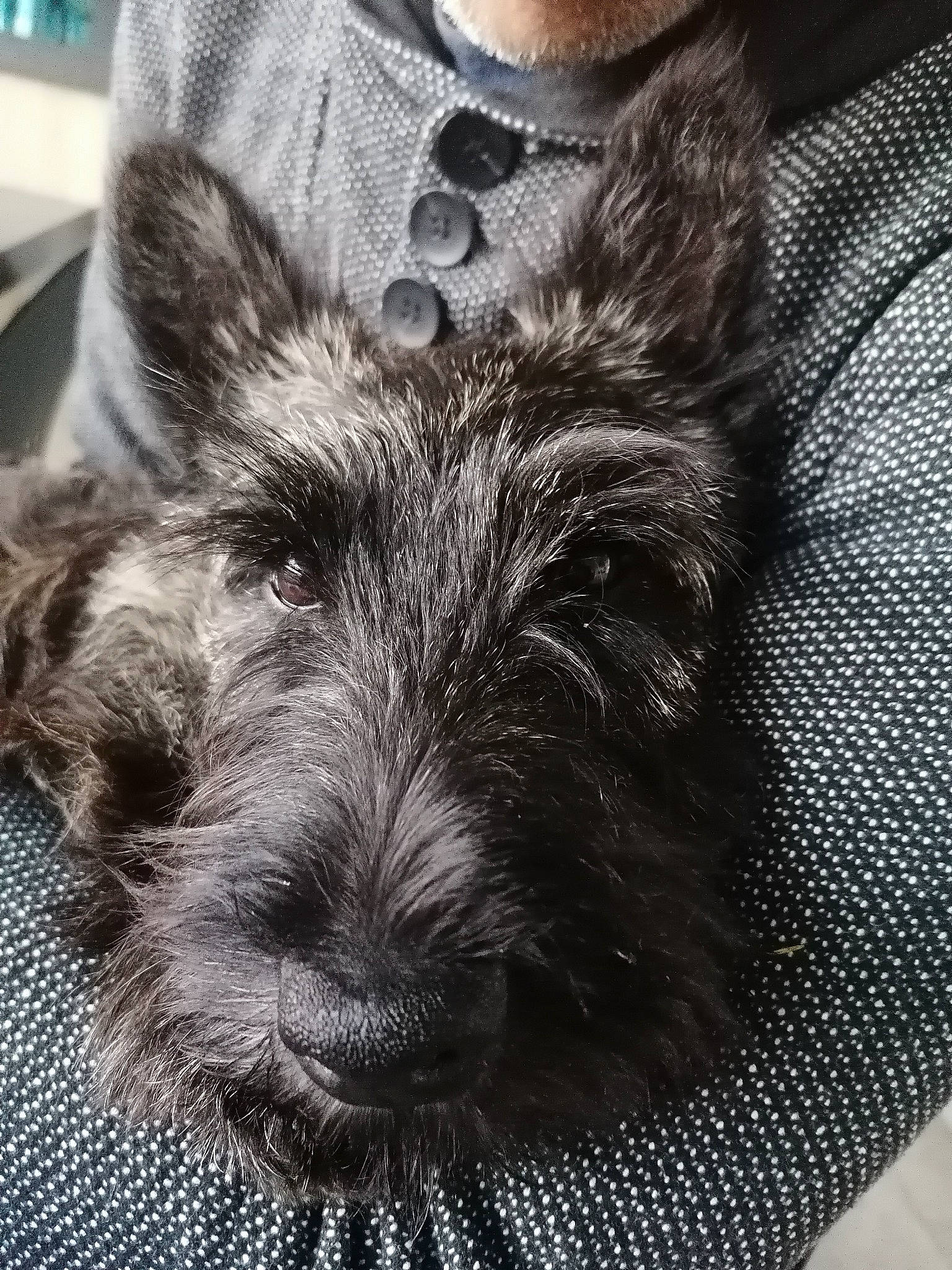 Viper participe au concours pour gagner de l'argent avec cette photo : automotive_tire, black, canidae, carnivore, close_up, companion_dog, dog, dog_breed, ear, eye, grey, hair, head, pattern, sleeve, snout, sporting_group, terrestrial_animal, whiskers, working_animal