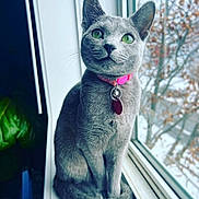 Fancy is registered to the contest to win money with this photo: cat, close_up, cozy, domestic, fur, green_eyes, grey_cat, indoor, looking_up, pet, pink_collar, plant, portrait, sitting, soft_light, tag, whiskers, window, windowsill, winter_outside