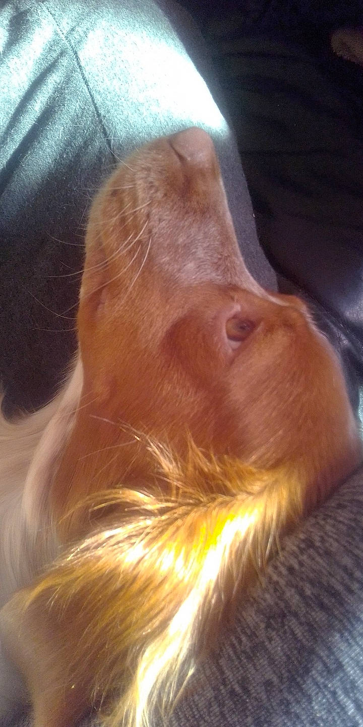 Doly a rejoint le concours — aidez-le/la à gagner de superbes lots ! blond, canidae, caramel_color, dog_breed, ear, fawn, irish_setter, liver, long_hair, neck, nose, setter, sporting_group