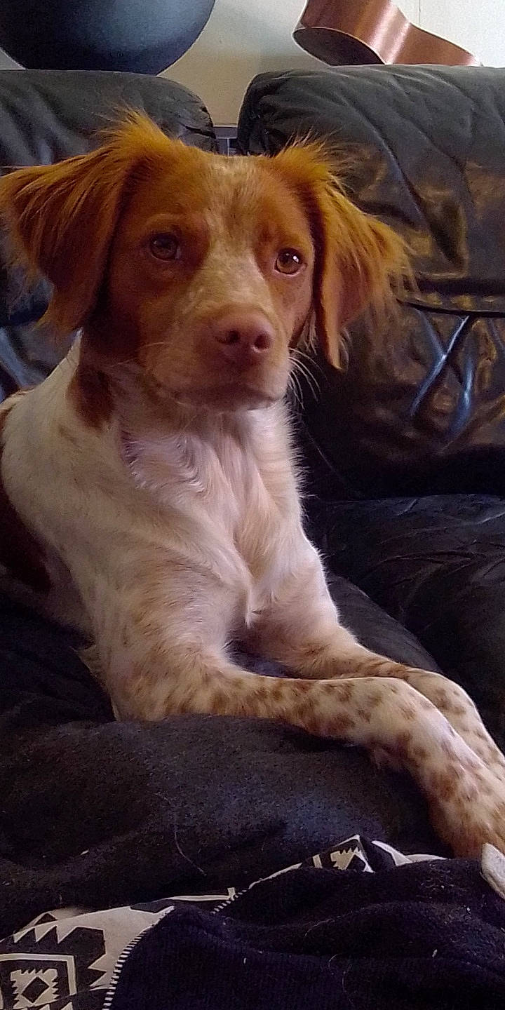 Doly a rejoint le concours — aidez-le/la à gagner de superbes lots ! brittany, canidae, carnivore, companion_dog, dog, dog_breed, english_setter, french_spaniel, hunting_dog, liver, mammal, rare_breed_dog, setter, spaniel, sporting_group, vertebrate