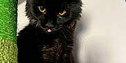 Baby is registered to the contest to win money with this photo: cat, black_cat, fluffy, yellow_eyes, tongue_out, scratching_post, indoor, pet, cute, feline, animal, fur, playful, closeup, adorable, portrait, looking, sitting, whiskers, ears