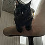 Baby joined the competition — help win amazing prizes! cat, black_cat, furniture, chair, bar_stool, indoor, kitchen, countertop, granite, cabinet, floor, pet, animal, fur, whiskers, domestic_cat, cute, sitting, house, cozy