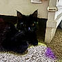 black_cat, cat, pet, indoor, carpet, furniture, whiskers, animal, cute, domestic_cat, floor, shadow, close_up, relaxing, yellow_eyes, whiskers_visible, cozy, home, purple_light, resting