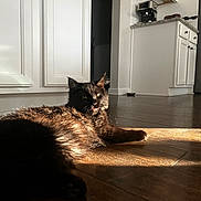 Baby is registered to the contest to win money with this photo: cat, black_cat, pet, indoor, floor, wooden_floor, sunlight, sunbeam, kitchen, cabinet, relaxed, laying_down, fur, animal, domestic_animal, home, whiskers, ear, mouth_open, shadow