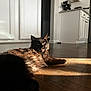 cat, black_cat, pet, indoor, floor, wooden_floor, sunlight, sunbeam, kitchen, cabinet, relaxed, laying_down, fur, animal, domestic_animal, home, whiskers, ear, mouth_open, shadow