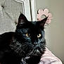 Baby joined the competition — help win amazing prizes! cat, black_cat, feline, fluffy, golden_eyes, pet, indoors, bed, blanket, headboard, decor, flower_shape, soft_lighting, portrait, resting, whiskers, close_up, animal, cute, domestic_animal