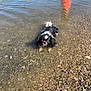 dog, water, rocks, shore, person, legs, orange_shorts, small_dog, black_and_white, outdoor, sunny, shallow_water, pebbles, curious, standing, summer, nature, reflection, animal, pet
