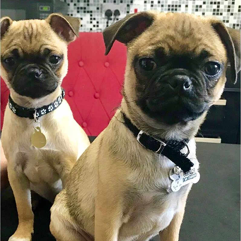 Charlie And Freddie
