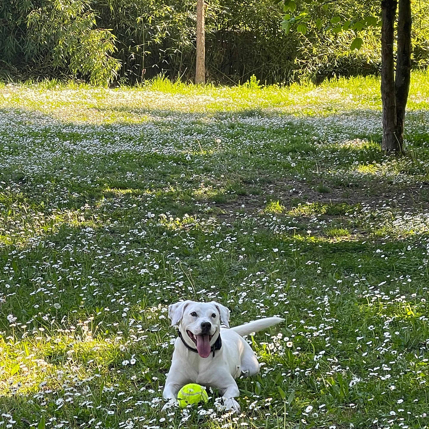 Nala a rejoint le concours — aidez-le/la à gagner de superbes lots ! ball, field, football, grass, grassland, green, grove, land, nature, outdoors, park, plant, soccer, soccerball, sport, tennis, tennisball, tree, vegetation, woodland
