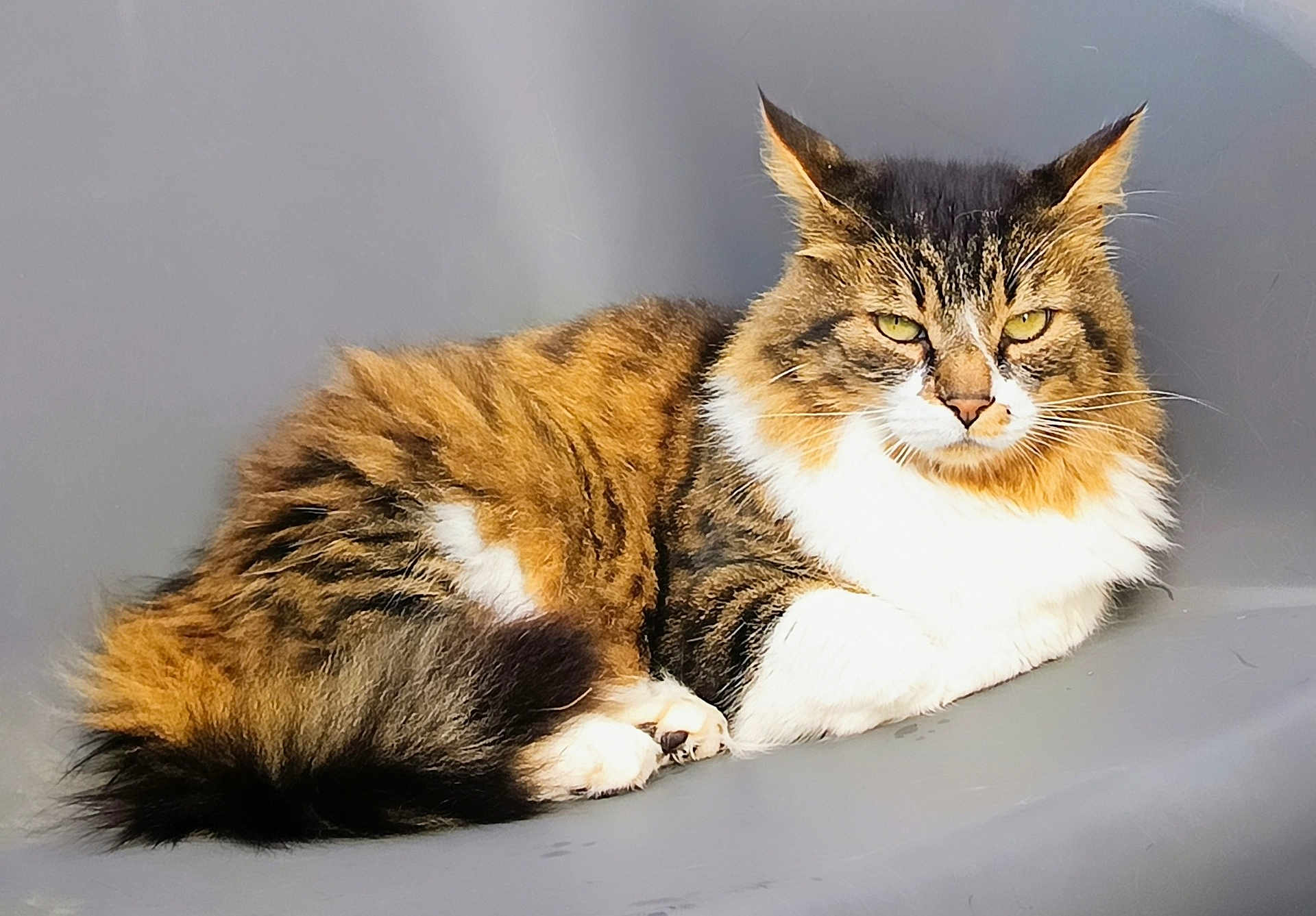 Opal participe au concours pour gagner de l'argent avec cette photo : cat, fluffy, tabby, animal, pet, feline, relaxed, laying_down, fur, whiskers, ears, tail, close_up, domestic_cat, mammal, resting, portrait, indoor, gray_background, cute
