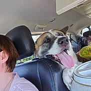 Kenji joined the competition — help win amazing prizes! dog, car_interior, person, seat, headrest, tongue_out, happy, travel, window, daylight, leather_seat, container, seatbelt, backseat, casual_clothing, short_hair, pet, animal, resting_paw, summer