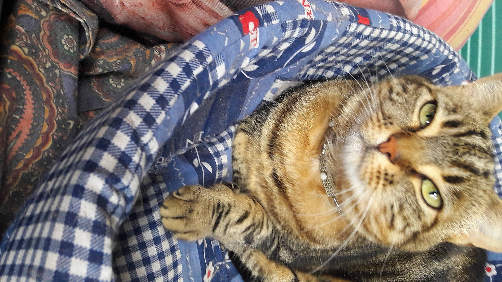 Shisha participe au concours pour gagner de l'argent avec cette photo : carnivore, cat, claw, comfort, domestic_short_haired_cat, eye, fawn, felidae, fur, natural_material, pattern, paw, plaid, small_to_medium_sized_cats, snout, tartan, terrestrial_animal, textile, whiskers, wildlife