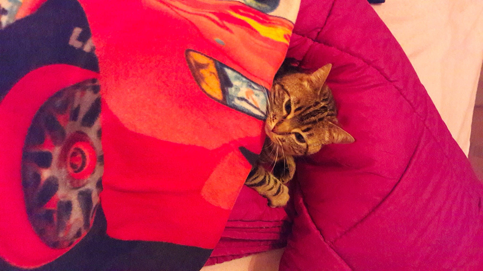 Shisha a rejoint le concours — aidez-le/la à gagner de superbes lots ! bag, carmine, carnivore, cat, comfort, fashion_accessory, felidae, fur, linens, luggage_and_bags, magenta, orange, pattern, peach, pink, red, sleeve, small_to_medium_sized_cats, textile, whiskers