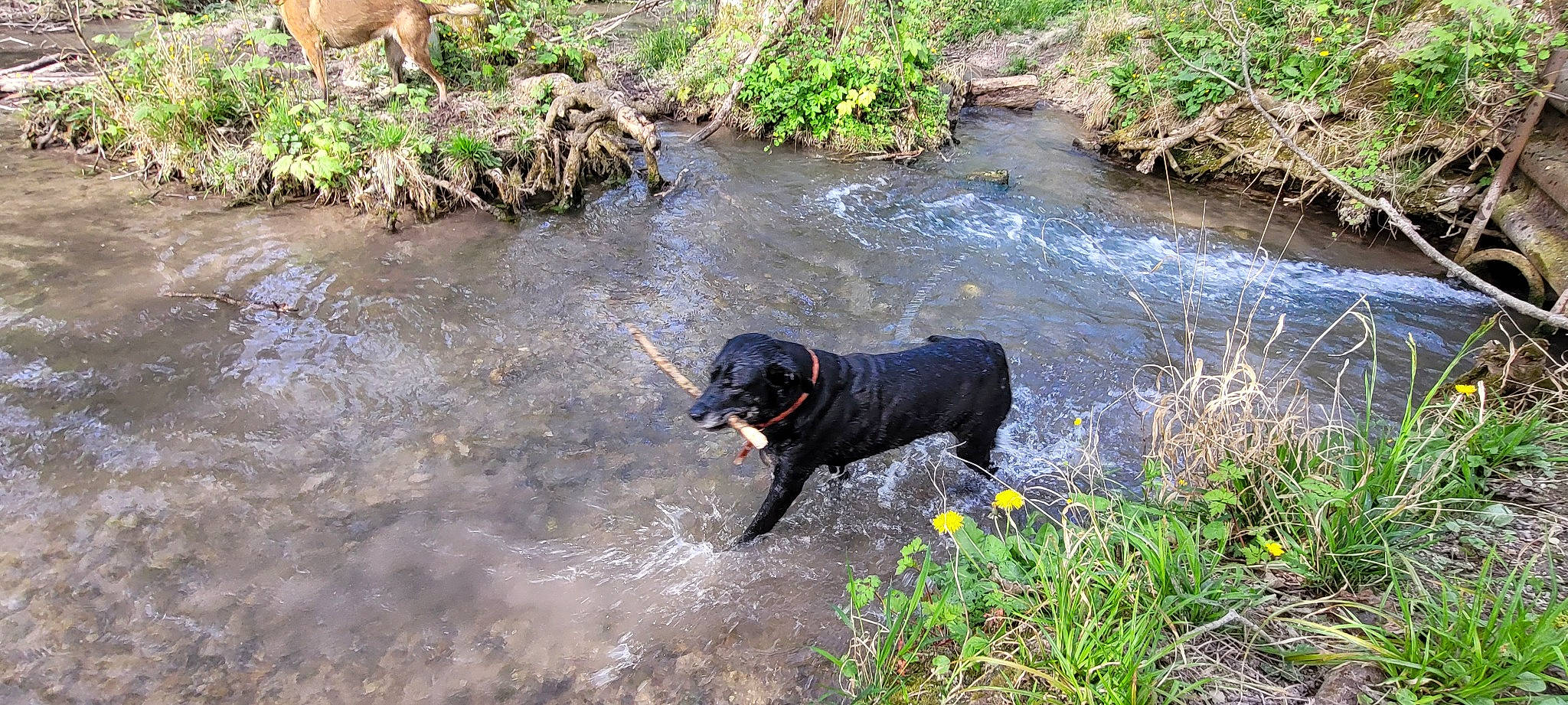 Rizla a rejoint le concours — aidez-le/la à gagner de superbes lots ! bank, biome, body_of_water, carnivore, collar, creek, dog, dog_breed, dog_collar, flower, fluvial_landforms_of_streams, grass, lake, plant, riparian_zone, stream, tail, water, watercourse, working_animal