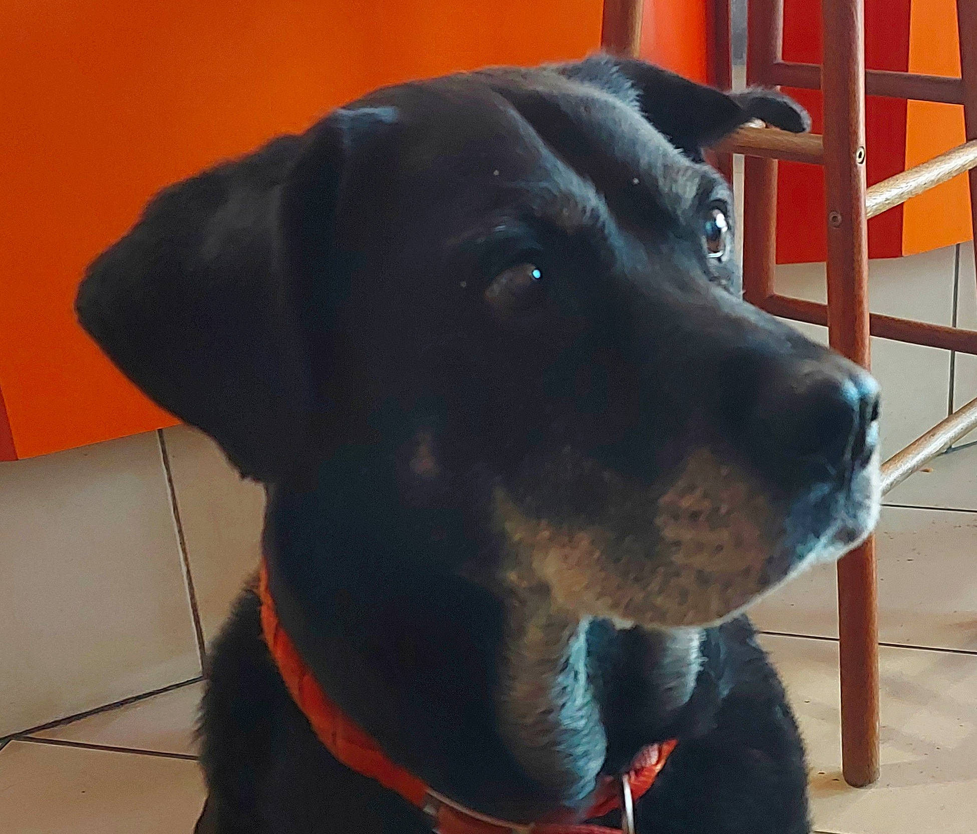 Rizla a rejoint le concours — aidez-le/la à gagner de superbes lots ! borador, canidae, carnivore, collar, companion_dog, dog, dog_breed, dog_collar, dog_supply, electric_blue, event, fawn, fur, leash, pet_supply, snout, sporting_group, whiskers, working_animal, working_dog