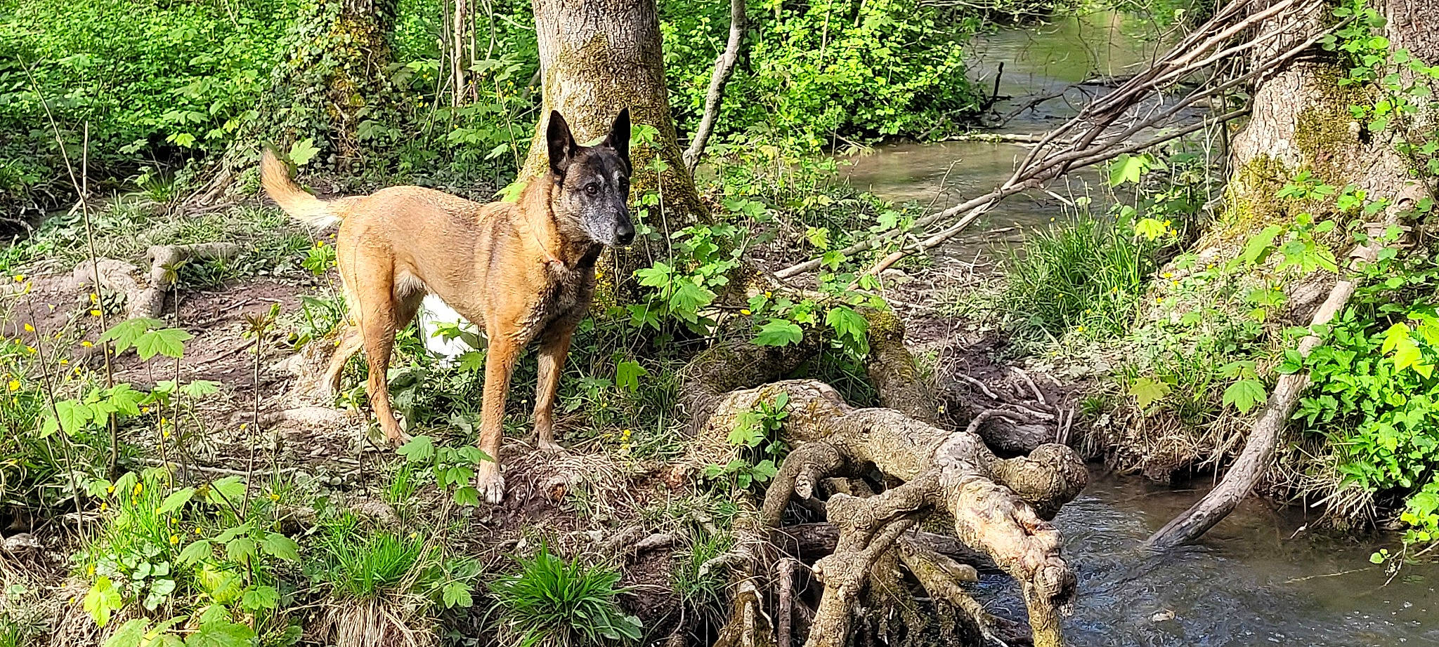 Salsa participe au concours pour gagner de l'argent avec cette photo : canidae, carnivore, dog, dog_breed, fawn, forest, grass, groundcover, liver, plant, sporting_group, tail, terrestrial_animal, terrestrial_plant, tree, trunk, water, wood, woodland, working_animal