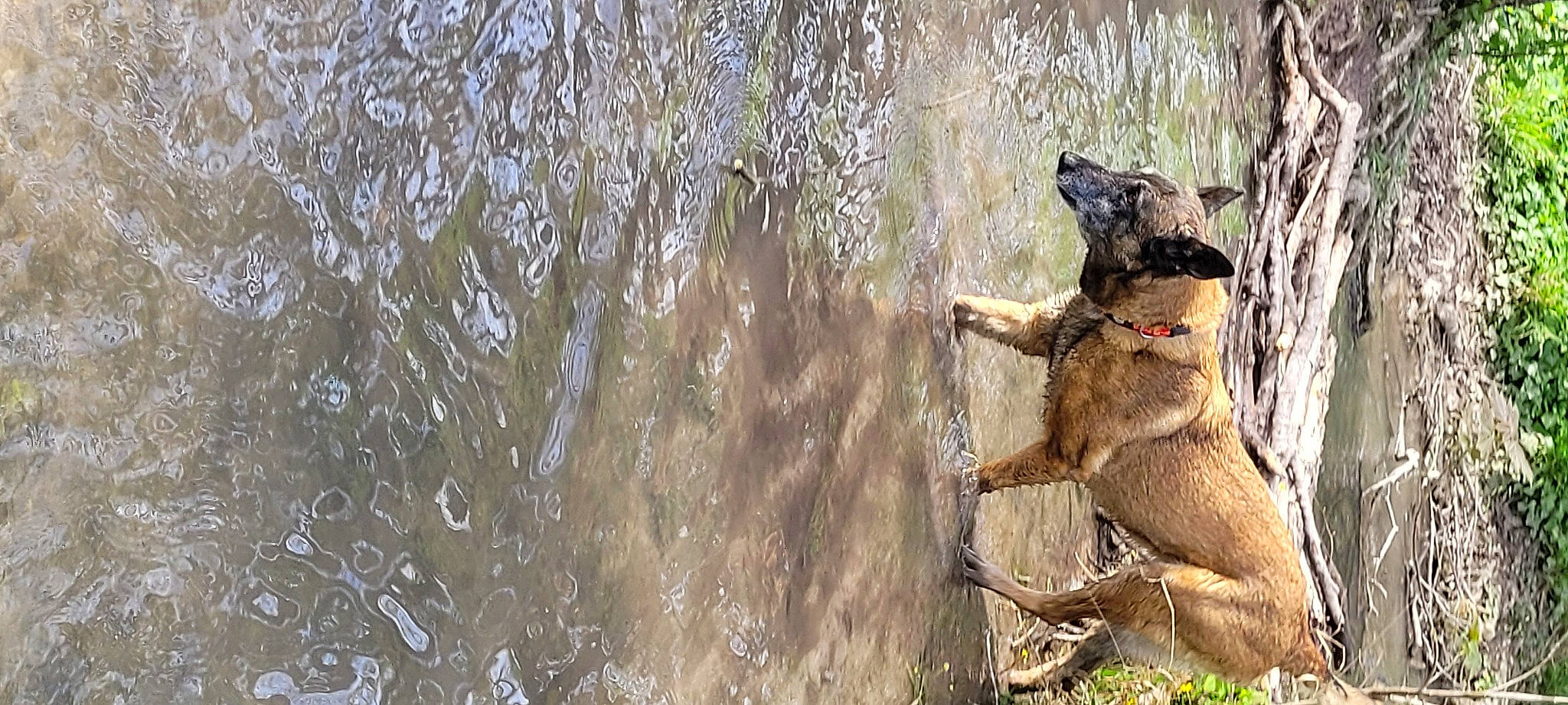 Salsa participe au concours pour gagner de l'argent avec cette photo : art, canidae, carnivore, dog_breed, fawn, felidae, fur, grass, koala, macaque, marsupial, plant, snout, sporting_group, tail, terrestrial_animal, tree, trunk, water, wood