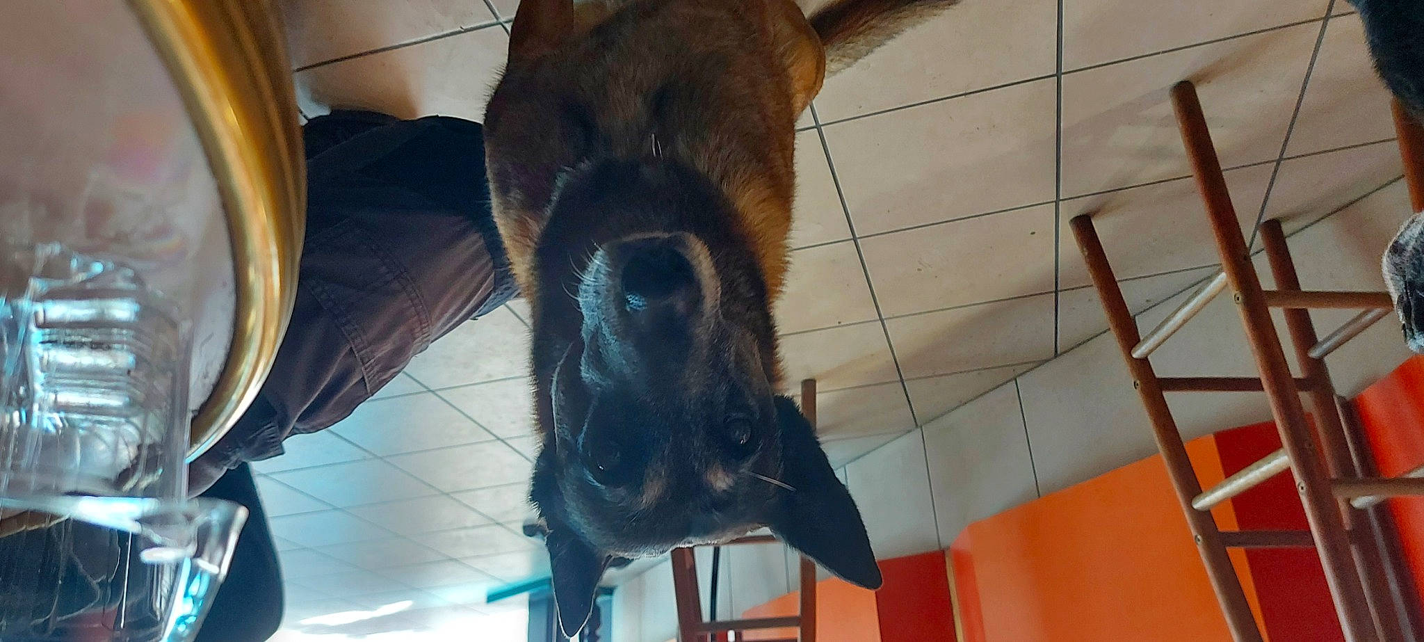 Salsa a rejoint le concours — aidez-le/la à gagner de superbes lots ! canidae, carnivore, claw, dog, dog_breed, flooring, foot, fur, human_leg, liver, metal, snout, sporting_group, tail, terrestrial_animal, tourist_attraction, wing, working_animal