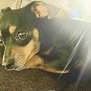 Prissy is registered to the contest to win money with this photo: black_and_tan, blanket, calm, close_up, companion, couch, cozy, dog, eyes, fur, indoor, lens_flare, light_leak, muzzle, pet, portrait, reflection, resting, sleepy, snout