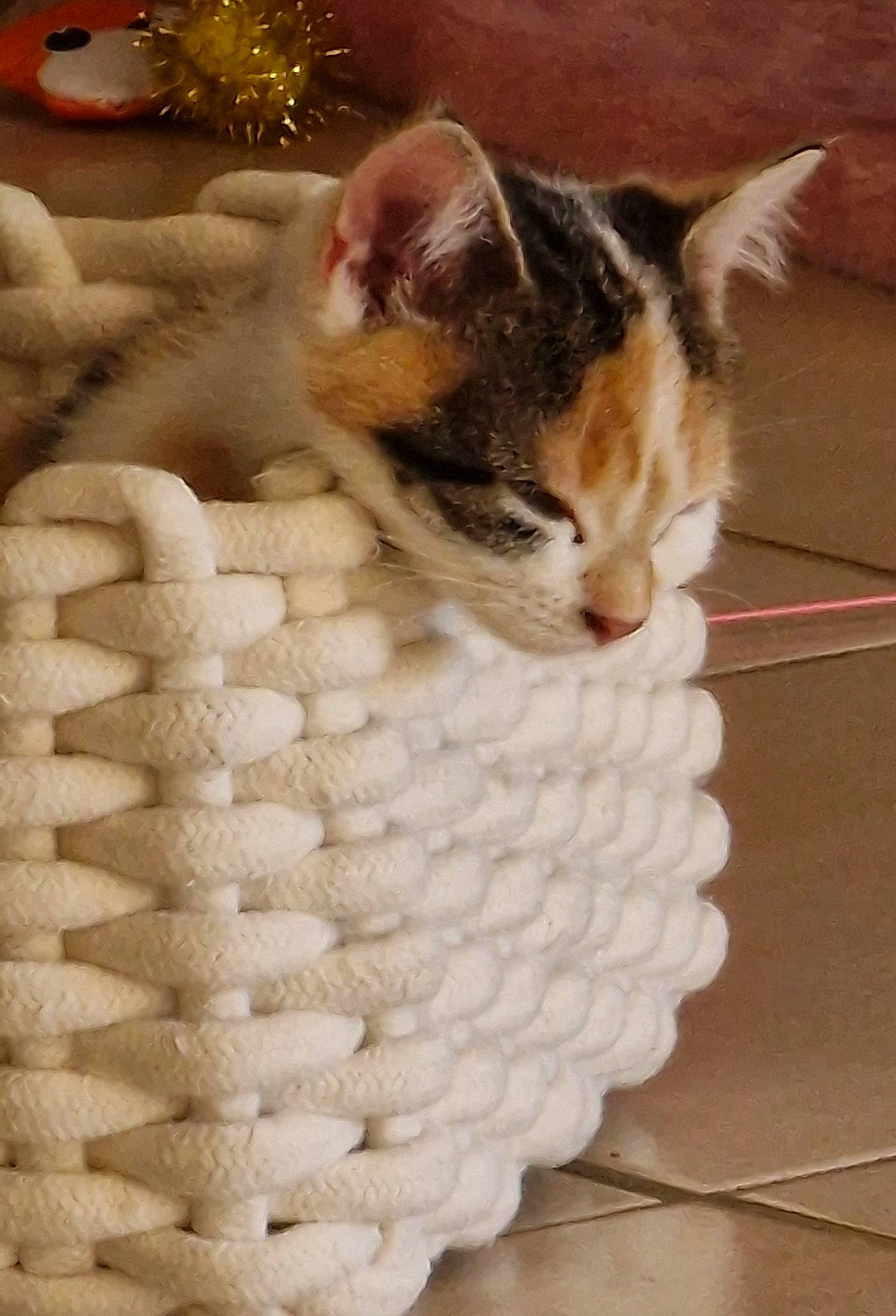 Nina Lyly a rejoint le concours — aidez-le/la à gagner de superbes lots ! animal_shelter, basket, carnivore, cat, cat_supply, domestic_short_haired_cat, event, fawn, felidae, fur, paw, pet_supply, small_to_medium_sized_cats, snout, storage_basket, tail, tree, whiskers, wicker, wood