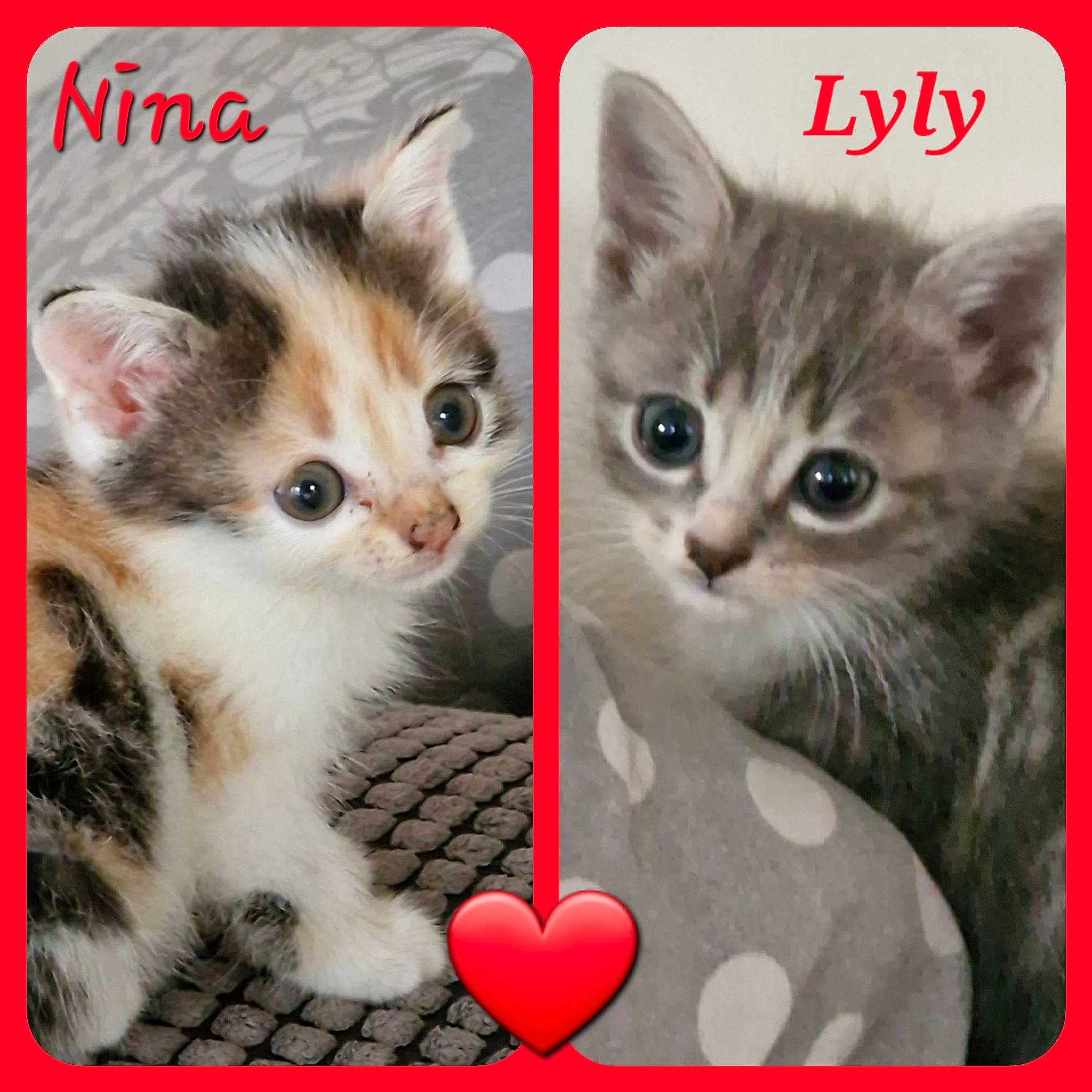 Nina Lyly