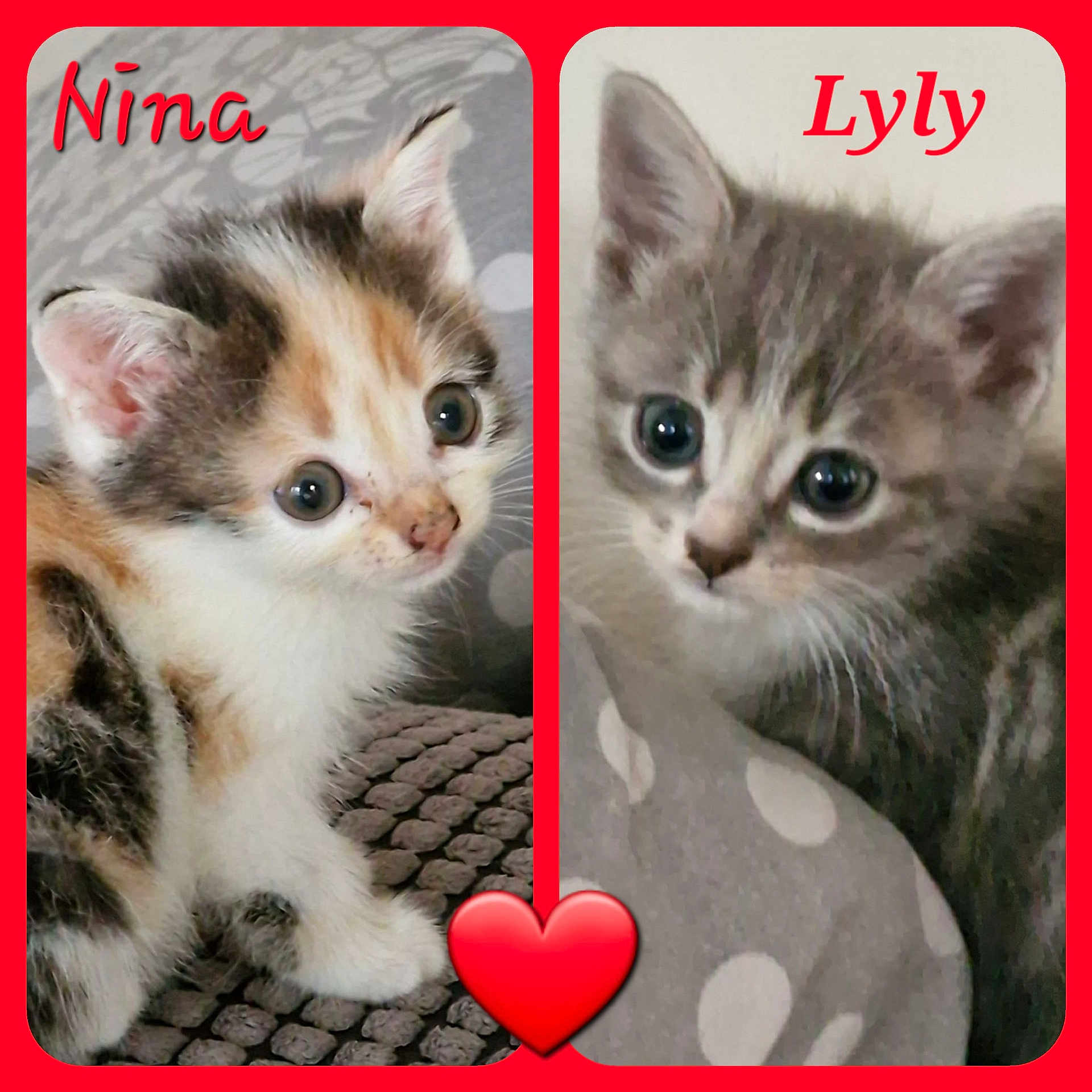 Nina Lyly