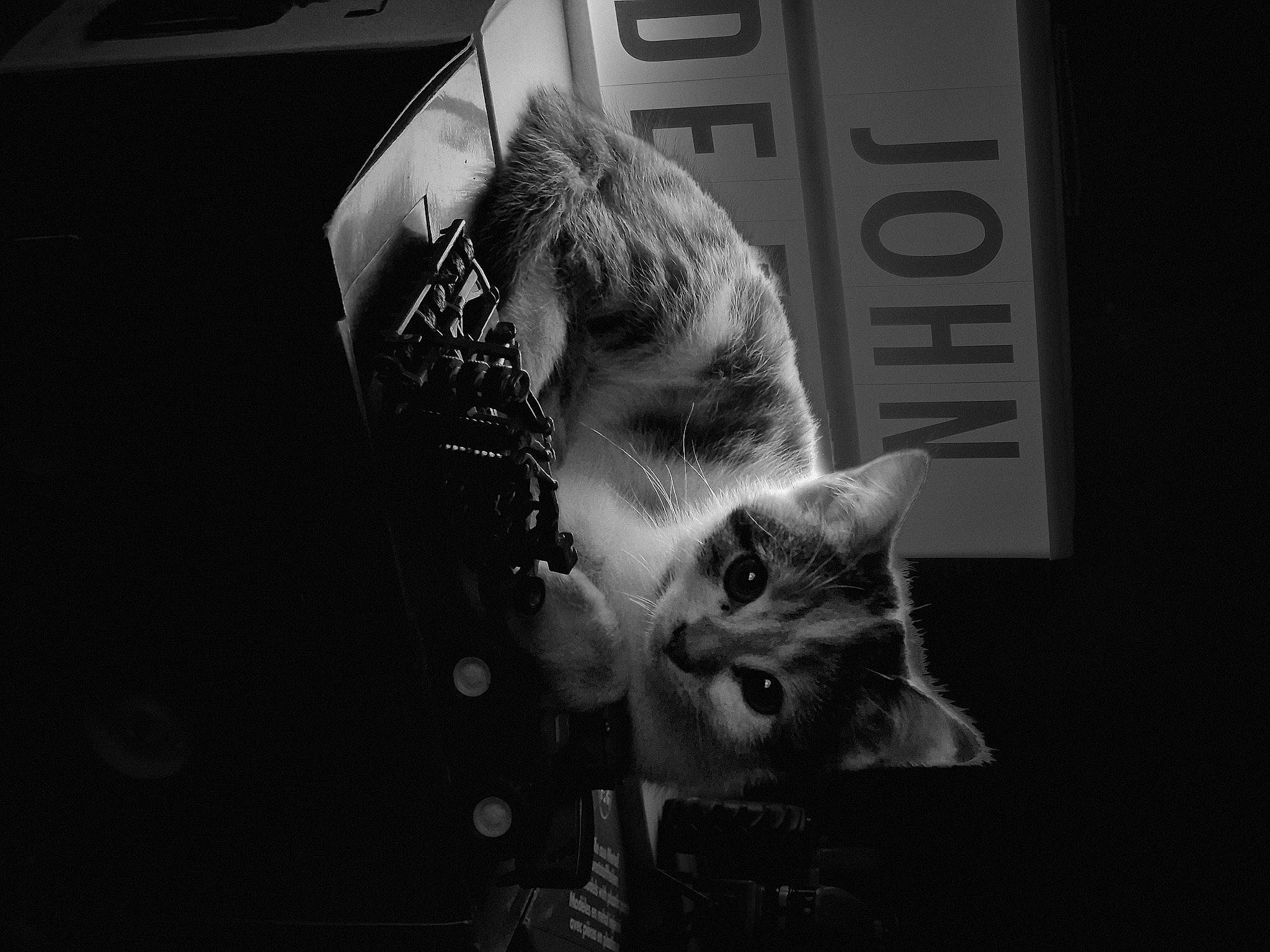 Nina Lyly participe au concours pour gagner de l'argent avec cette photo : black_and_white, carnivore, cat, darkness, domestic_short_haired_cat, felidae, fur, glass, monochrome, monochrome_photography, night, room, small_to_medium_sized_cats, snout, still_life_photography, style, tree, whiskers, window