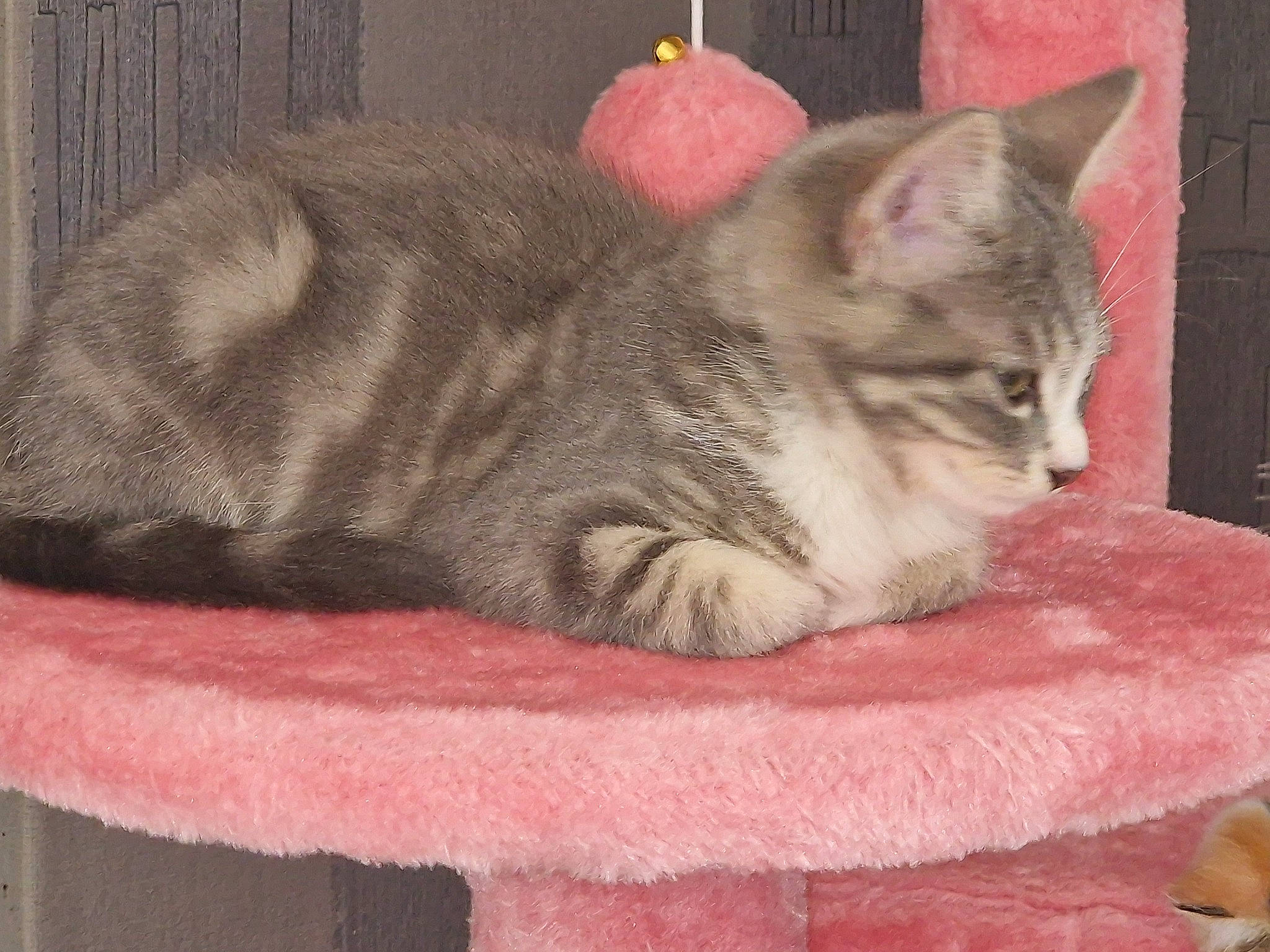 Nina Lyly a rejoint le concours — aidez-le/la à gagner de superbes lots ! carnivore, cat, cat_bed, cat_furniture, cat_supply, claw, comfort, couch, domestic_short_haired_cat, fawn, felidae, fur, grey, linens, nap, paw, small_to_medium_sized_cats, snout, tail, whiskers