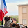 Nina Et Lyly a rejoint le concours — aidez-le/la à gagner de superbes lots ! animal, black, blurred_background, building, calico, cat, daylight, domestic, feline, flag, fur, indoor, looking_up, orange, pet, relaxed, soft_focus, white, window, windowsill