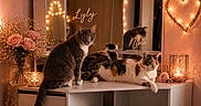 Nina Et Lyly a rejoint le concours — aidez-le/la à gagner de superbes lots ! calm, candle, cat, cats, cozy, cute, decor, fairy_lights, feline, flowers, heart_light, indoor, mirror, pet, pink, reflection, relaxing, roses, vanity_table, white_furniture