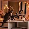calm, candle, cat, cats, cozy, cute, decor, fairy_lights, feline, flowers, heart_light, indoor, mirror, pet, pink, reflection, relaxing, roses, vanity_table, white_furniture