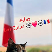 Nina Et Lyly participe au concours pour gagner de l'argent avec cette photo : animal, blurred_background, calico_cat, cat, closeup, cute, emojis, feline, flag, french_flag, grass, outdoor, pet, portrait, resting, sky, soccer, sports, support, text_overlay