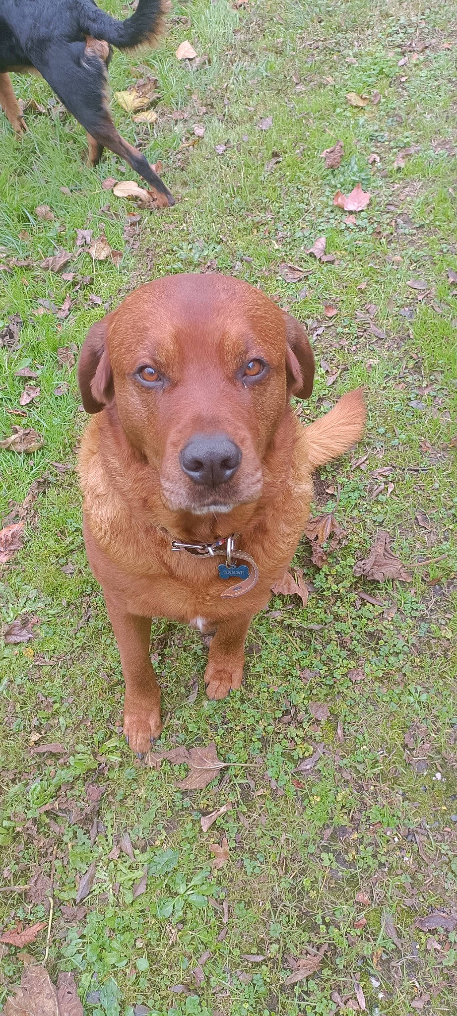 Papouf a rejoint le concours — aidez-le/la à gagner de superbes lots ! canidae, carnivore, companion_dog, dog, dog_breed, fawn, grass, gun_dog, hound, hunting_dog, liver, plant, pointing_breed, snout, sporting_group, terrestrial_animal, whiskers, working_animal, working_dog