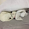 Pépito is registered to the contest to win money with this photo: dog, sleeping, blanket, bed, white, cozy, curled_up, indoor, pet, resting, fur, comfort, nap, cute, domestic_animal, quiet, soft, relaxation, animal, peaceful