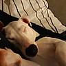 Pépito is registered to the contest to win money with this photo: dog, sleeping, white_dog, close_up, paw, blanket, striped_blanket, cozy, relaxed, pet, animal, indoor, fur, rest, cute, snout, ear, soft_lighting, napping, companion