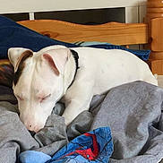 Pépito is registered to the contest to win money with this photo: dog, sleeping, bed, blanket, white_dog, black_patch, wooden_bed_frame, cozy, indoor, resting, pet, collar, fabric, colorful_blanket, animal, comfort, home, relaxed, furniture, nap