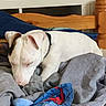 dog, sleeping, bed, blanket, white_dog, black_patch, wooden_bed_frame, cozy, indoor, resting, pet, collar, fabric, colorful_blanket, animal, comfort, home, relaxed, furniture, nap