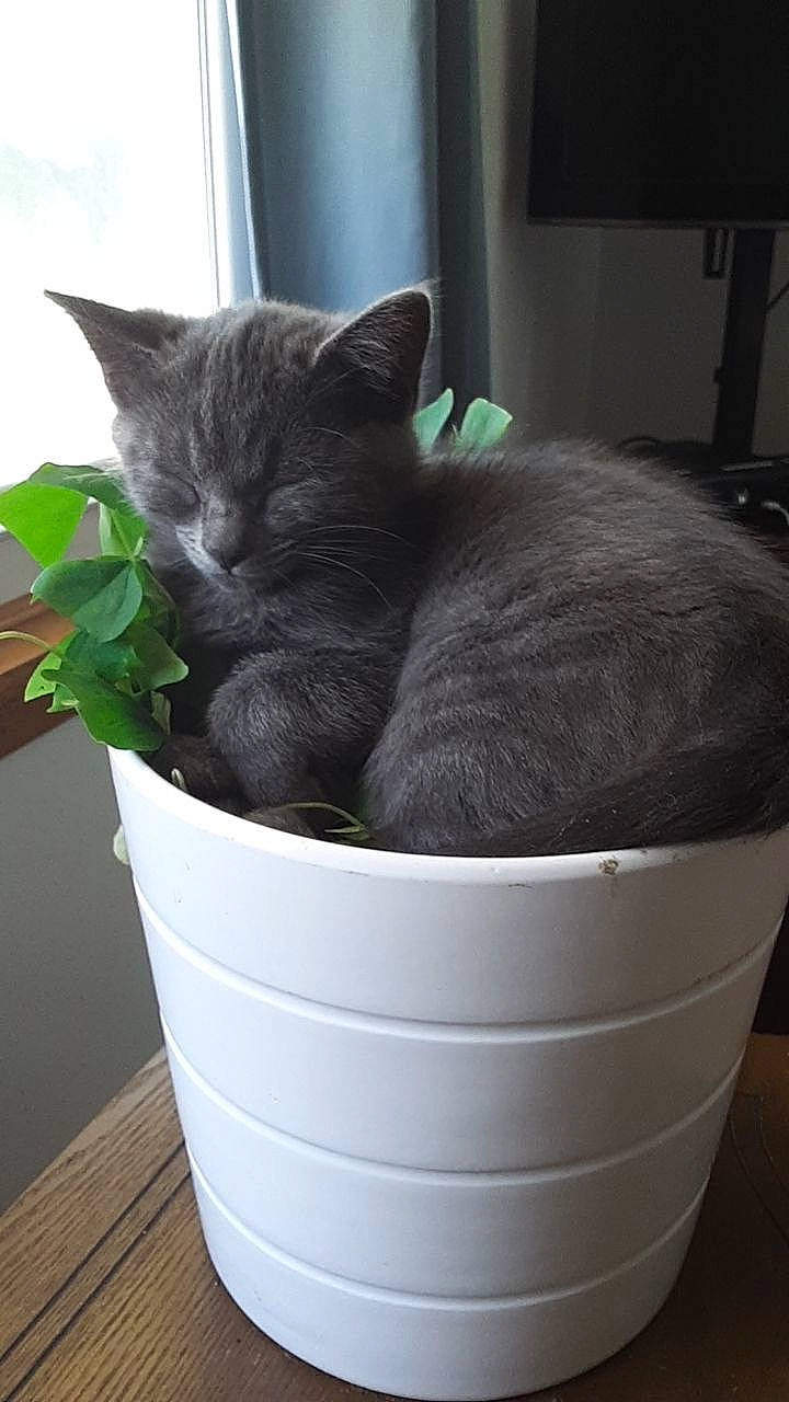 Sweatpants joined the competition — help win amazing prizes! black_cat, british_shorthair, burmese, carnivore, cat, chartreux, domestic_short_haired_cat, felidae, flowerpot, korat, nebelung, russian_blue, small_to_medium_sized_cats, whiskers