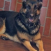 Yuuna joined the competition — help win amazing prizes! animal, black, brick_wall, brown, canine, collar, dog, ears, floor, friendly, fur, german_shepherd, indoor, lying_down, muzzle, paws, pet, relaxed, smiling, tongue