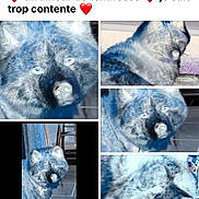 Isis a rejoint le concours — aidez-le/la à gagner de superbes lots ! dog, blue_filter, indoor, collage, pet, canine, floor, furniture, animal, closeup, portrait, multiple_images, tile_floor, domestic, house, four_legged, looking, blurred, background, collage_layout