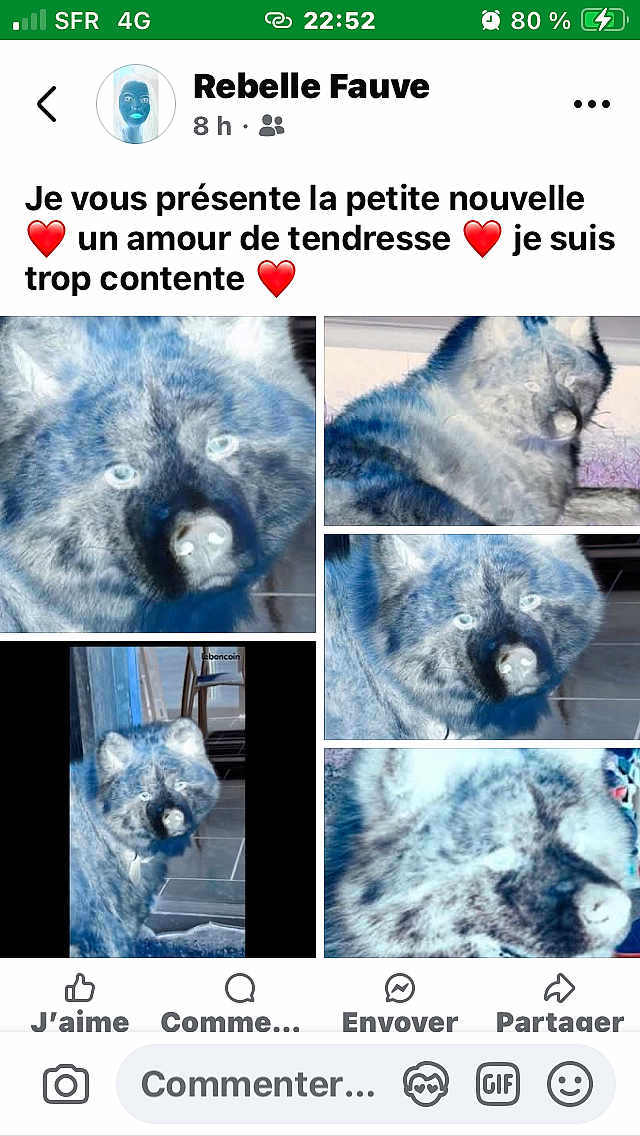 Isis a rejoint le concours — aidez-le/la à gagner de superbes lots ! dog, blue_filter, indoor, collage, pet, canine, floor, furniture, animal, closeup, portrait, multiple_images, tile_floor, domestic, house, four_legged, looking, blurred, background, collage_layout