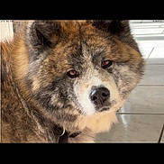Marie Cauchy a rejoint le concours — aidez-le/la à gagner de superbes lots ! animal, brown, canine, close_up, collar, dog, domestic_animal, ears, face, floor, fluffy, friendly, fur, indoors, looking_at_camera, mammal, pet, portrait, snout, white