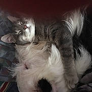 Mya Et Kouky participe au concours pour gagner de l'argent avec cette photo : adorable, animal, blanket, cat, closeup, companion, cozy, cute, dog, friendship, fur, indoor, mammal, pet, relaxation, resting, sleeping, snuggling, soft, warm